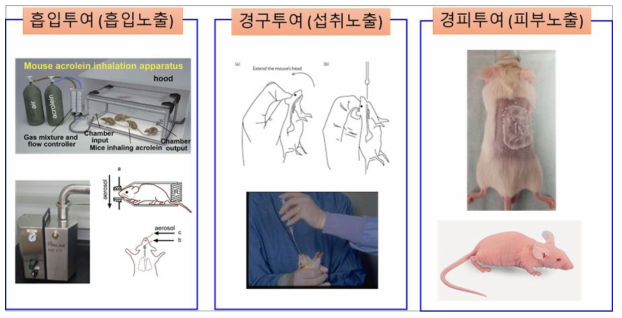 인체노출 경로별 독성동태 시험 모식도