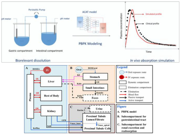 경구투여 (섭취) 후 PBPK 모델링 모식도