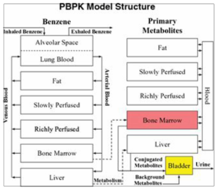 흡입경로를 통한 벤젠의 PBPK 모델 예시