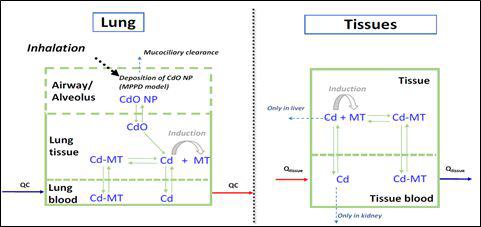 CdO의 흡입경로를 통한 폐와 조직의 물질 이동 예시
