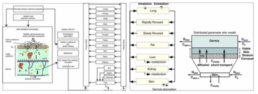 피부노출 (경피흡수)을 통한 PBPK 모델링 예시