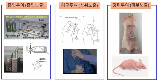 노출 경로별 독성동태 및 생리학적 거동