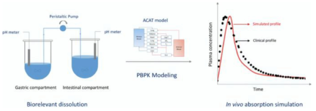 섭취 (경구흡수) 경로를 통한 PBPK Model 적용법