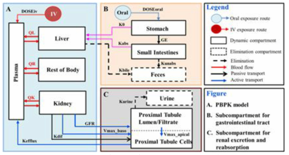 섭취 (경구흡수) PBPK Model 모식도 예시