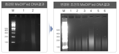 . 면역 침강 조건별 면역 침강된 DNA 결과 및 샘플별 결과