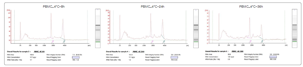 전혈 냉장 보관 조건별 분리된 Total RNA 분리 QC 결과