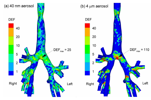 에어로졸 입자의 크기에 따른 기관 기관지내 분포 시뮬레이션