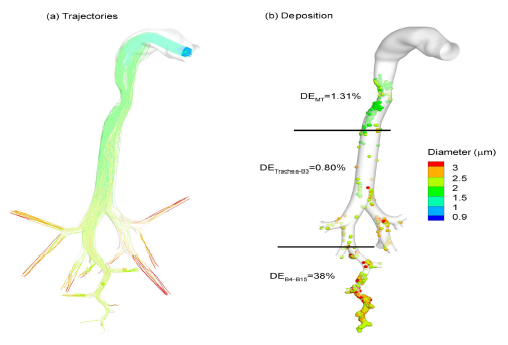 직경 900nm 에어로졸의 점적 크기에 따른 기관기관지내 이동 경로 (a) 및 침적 (b) 시뮬레이션