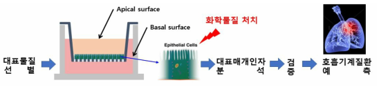 폐상피세포를 분화시켜 만든 3D 배양모델