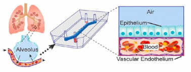 Lung on a chip 모델