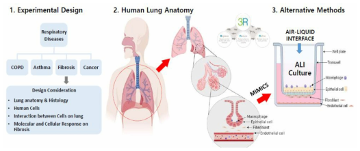 호흡기계 in vitro 대체독성 시험법 모델 설계