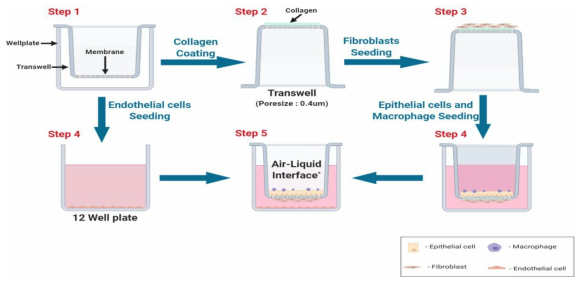 폐발암성 in vitro 대체독성 시험법 3D culture 모델 및 적용