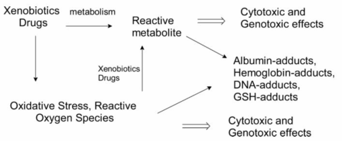 환경유해물질 노출지표로서 부가물(adduct)의 생성 과정 (Sabbioni et al., 2017)