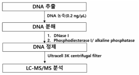 DNA 부가체 분석법