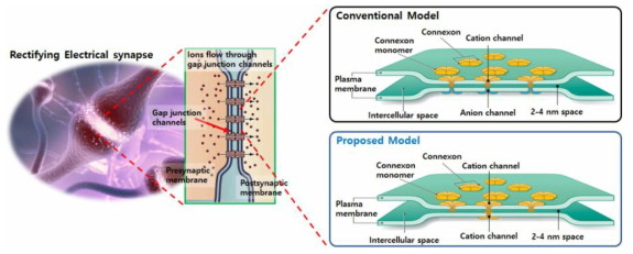 정류 전기적 시냅스의 모식도와 이온 전도의 정류 특성을 설명하는 고전적 메카니즘인 이종접합 구조와 본 연구진이 밝혀낸 새로운 가지 형 동종접합 구조