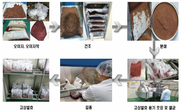 오미자 오미자박 고상발효 공정