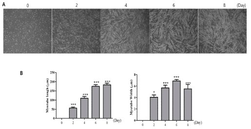 Conditions for myogenesis by 2% horse serum in C2c12 cells