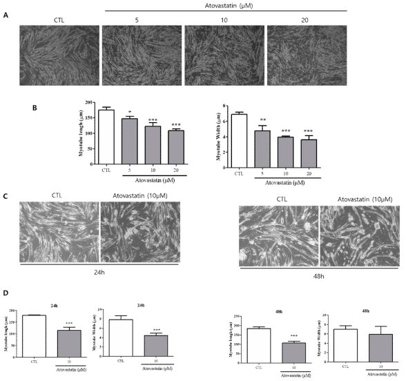 Establishment of conditions for inducing muscle atrophy in C2C12 cells by atorvastatin