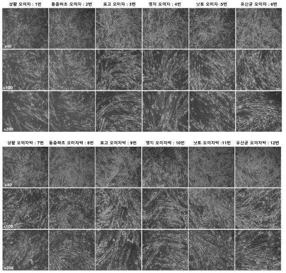 Effect of Extract on cell morphology on the Atrovastatin induced muscle atrophy in C2C12 myotube