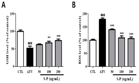 The Effect of S-P extract on GSH(A) and ROS(B) levels in C2C12 myotubes. C2C12 cells were treated with ATV (10 uM) with various concentration of S-P extracts (50, 100 and 200 ㎍/㎖) for 24h. Values are means SEM of two different preparations with quadruplicate experiments. ###p<0.001 vs. CTL ; **p<0.01 and ***p<0.001 vs. ATV group