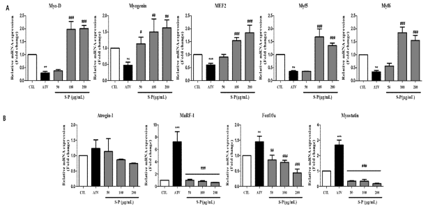 Effect of S-P extract on the Atorvastatin induced muscle atrophy in C2C12 myotube. Total RNAs were extracted using Trizol reagent and mRNA was measured using qRT-PCR. The fold changes relative to the control were calculated using the ΔΔCT method for mRNA expression levels of muscle-specific transcription genes. Values are means SEM of two different preparations with quadruplicate experiments. **p<0.01 and ***p<0.001 vs. CTL ; #p<0.05, ##p<0.01 and ###p<0.001 vs. ATV group