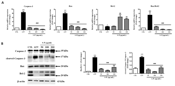 Atrophy-related apoptosis in ATV treated C2C12 myotubes. The expression of Bax/Bcl2 and cleaved-caspase-3/caspase-3 mRNA and proteins expression by qRT-PCR and western blot. Cells treated with S-P extract (50, 100 and 200 ㎍/㎖) in the absence or presence of 10uM ATV for 24 h. The fold changes relative to the control were mRNA expression levels of apoptosis genes and the intensity of the protein band was normalized against the internal control β-actin. Values are means SEM of two different preparations with quadruplicate experiments. ***p<0.001 vs. CTL ; ##p<0.01 and ###p<0.001 vs. ATV group