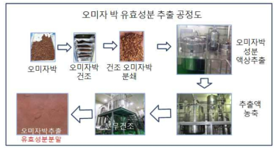 오미자박 유효성분 분말 추출 공정도