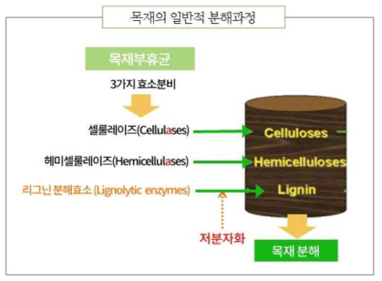 목재의 분해과정