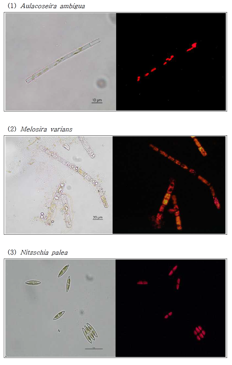 2차로 선정된 후보 종들에 대한 광학 및 형광현미경 관찰