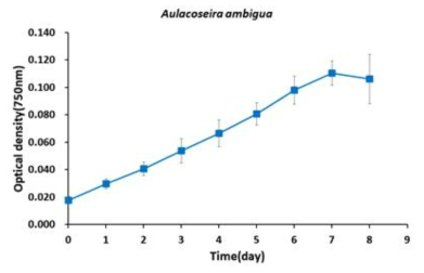 후보종 Aulacoseira ambigua의 성장 곡선. 기본 배지, DM에서의 배양 결과