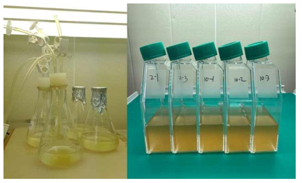 각 후보종의 성장 평가를 위한 배양 실험. Air bubbling 조건을 실험 중인 A. ambigua(왼쪽), shaker 위에서 배양 중인 N. palea(오른쪽)