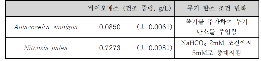 배양 조건 변화를 통해 증대시킨 후보 종의 건조 중량 측정 결과