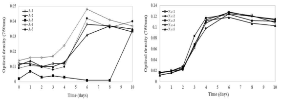 Aulacoseira ambigua(왼쪽)와 Navicula cryptocephala(오른쪽) 초기 배양 시 750 nm에서 흡광도 측정 결과