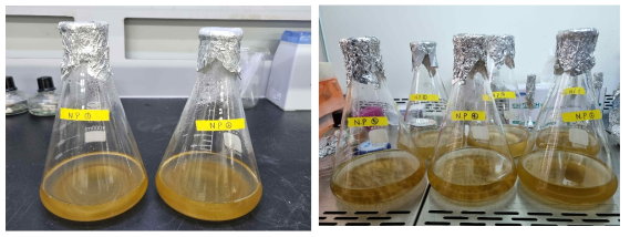 Nitzschia palea scale-up 과정