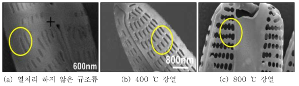 열처리 온도별 규조류의 표면 나노기공 모습