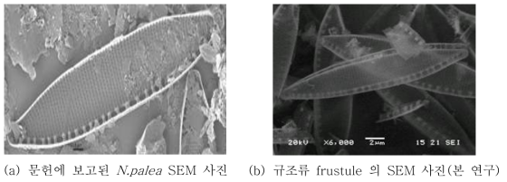 SEM 측정을 통해 관찰한 규조류 frustule