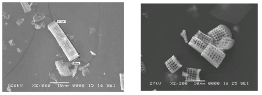 NaOH etching 전후 SEM image