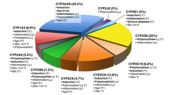 Regulation of CYP isoforms (Pharmacology 138:103)