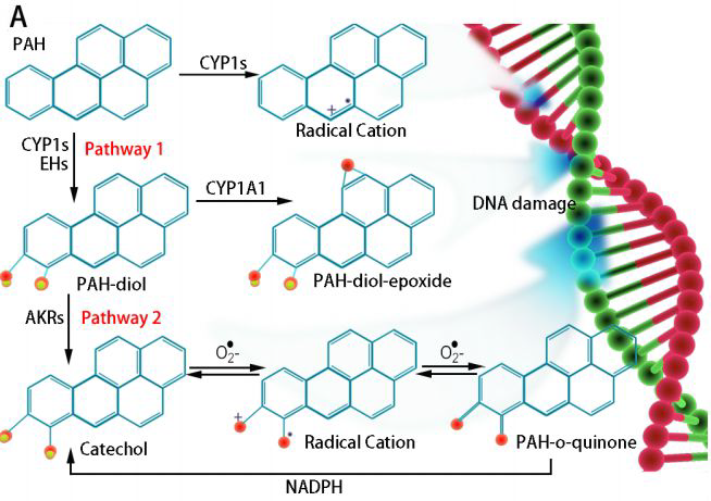 Metabolic activations of PAHs pathway (Oncotarget. 2017 15;8(45):79034-79045)