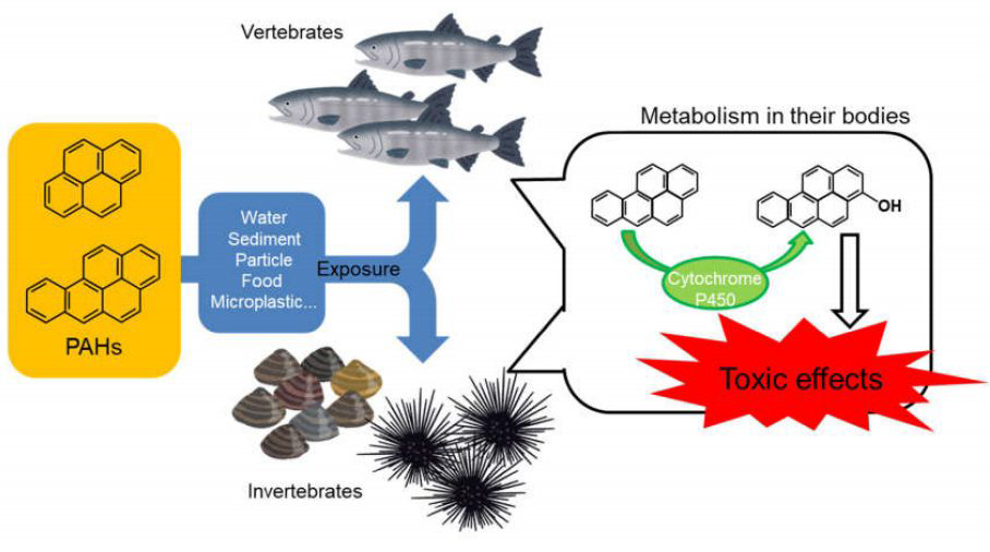 General environmental fate and toxic mechanism of PAHs in the aquatic ecosystem (Int J Environ Res Public Health. 2020 17(4):1363)