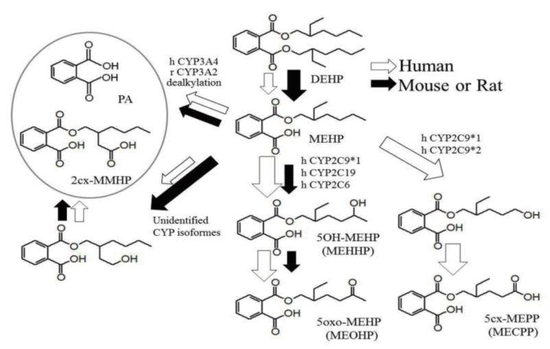 Species difference in MEHP metabolism (Food Safety, 2015;3(3):70)