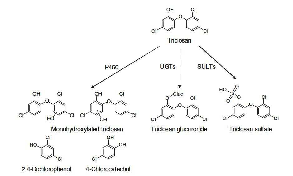 Metabolism of triclosan (Journal of Environmental Science and Health Part C, 2010;28:147)