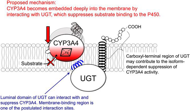 CYP- and UGT-mediated metabolism in microsomes (British Journal of Pharmacology, 2019;177(5):1077)