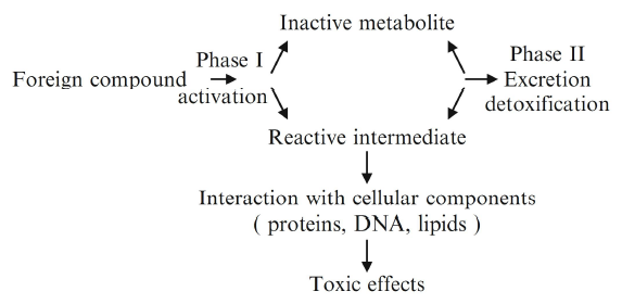 Bioactivation vs detoxification of xenobiotics (Activation and detoxification enzymes, 2012)