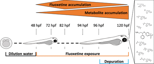 Zebrafish 배아에서 floxetine 대사체 연구 (Environmental Science & Technology 2020, 54, 7, 4200–4209)