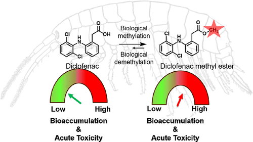 물벼룩에서 diclofenac 대사와 생물 농축 연구 결과(Environmental Science & Technology 2020, 54, 7, 4400–4408)