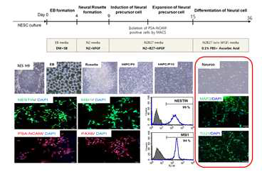 신경 배아줄기세포 유래 신경세포 분화 전략