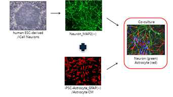신경줄기세포 유래 신경세포/신경교세포 공배양 전략