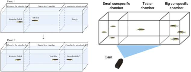 사회적 인지행동평가를 위한 성체 제브라피쉬 신경행동 평가 기술 (좌: 3-chamber social novelty test, 우: Body size preference test)