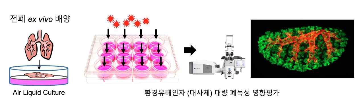 폐 ex vivo 배양기반 환경유해인자 독성영향평가